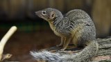Mrštná šelmička galidie žije jen na Madagaskaru: Vidět ji teď můžete i v Brně