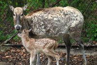 Brněnská zoo má vzácný přírůstek: Narodil se v ní jelen, který už ve volné přírodě vyhynul!