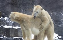 Tom a Berta v pražské zoo: Vášnivá láska ledních medvědů!