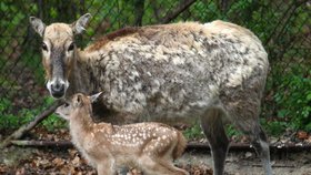 Ve středu 12. dubna 2017 se narodil v brněnské zoo jelen milu, který žije už jen v zoologických zahradách a v několika národních parcích.