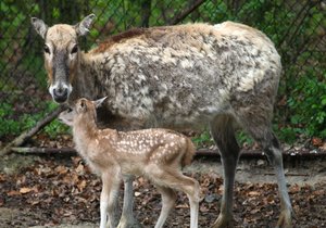 Ve středu 12. dubna 2017 se narodil v brněnské zoo jelen milu, který žije už jen v zoologických zahradách a v několika národních parcích.