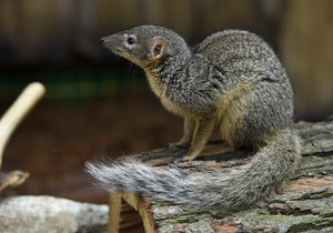 Mrštná šelmička z Madagaskaru galidie tenkopruhá je nově k vidění v brněnské zoo.