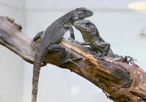 Mládě vzácného leguána mangrovového se narodila na konci prázdnin v brněnské zoo.