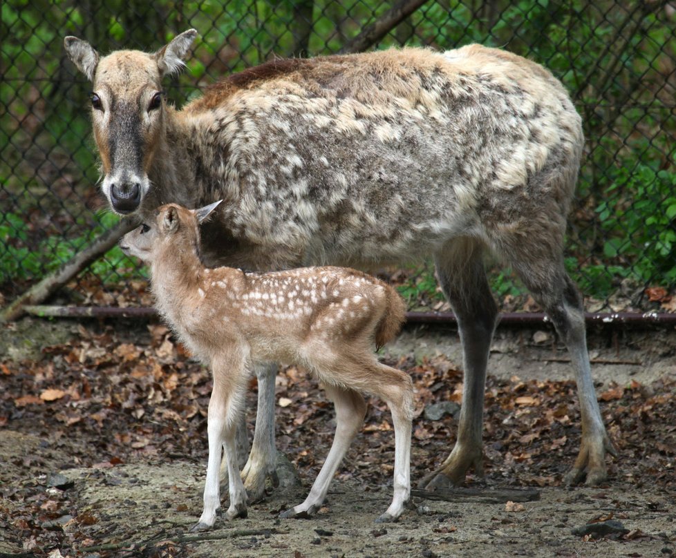 Ve středu 12. dubna 2017 se narodil v brněnské zoo jelen milu, který žije už jen v zoologických zahradách a v několika národních parcích.