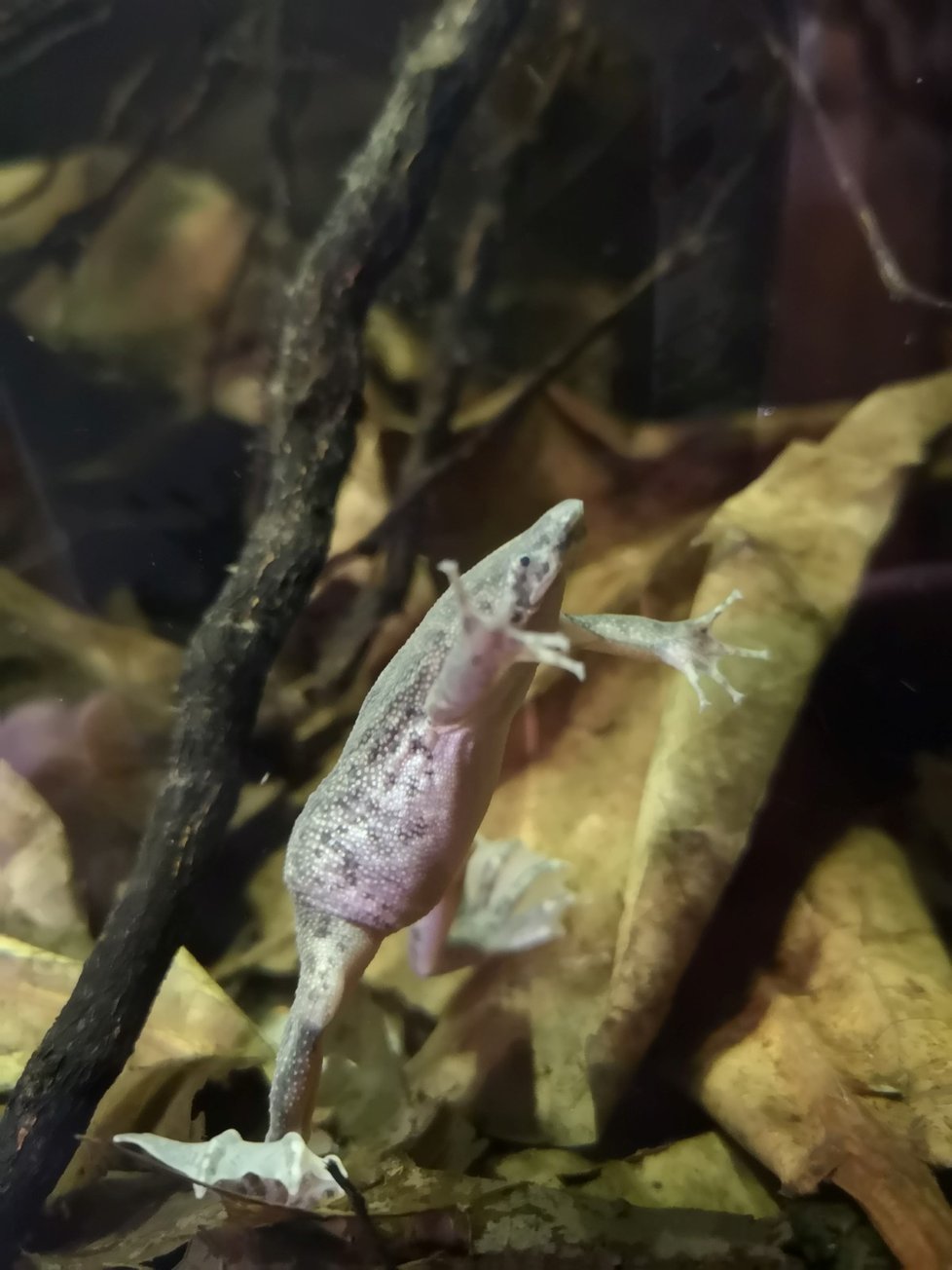 Pipa malá je druh žáby, které zhoubovatí kůže na zádech a vajíčka do ní postupně zapadnou, až je zcela pohltí. Z kůže se pak vynoří až odrostlejší pulci.