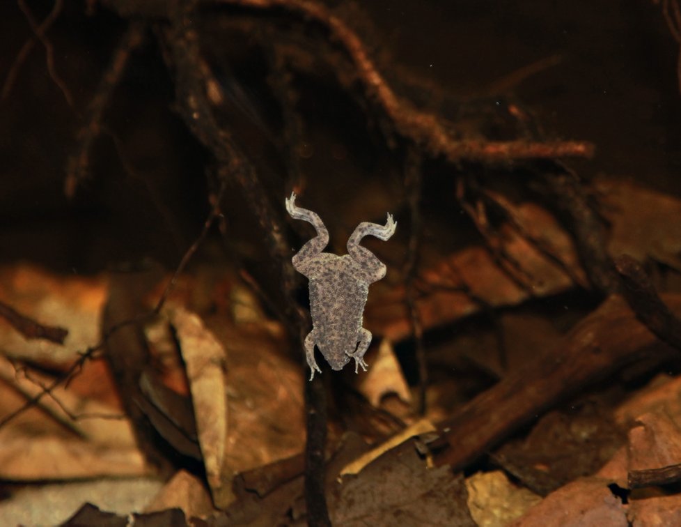Pipa malá je druh žáby, které zhoubovatí kůže na zádech a vajíčka do ní postupně zapadnou, až je zcela pohltí. Z kůže se pak vynoří až odrostlejší pulci.