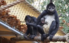 Záhadný odchov roku v děčínské zoo: Melody porodila chápana 