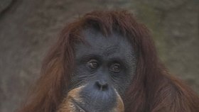 ﻿Při sobotním požáru zoologické zahrady v anglickém Chesteru uhynulo několik zvířat. Nepodařilo se zachránit žáby, ryby a malé druhy ptáků. Oheň zničil také pavilon krokodýlů a opic. Všechny orangutany, gibbony a krokodýly se ale podařilo zachránit.