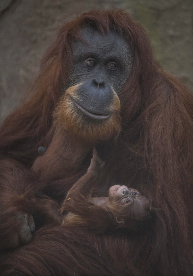 ﻿Při sobotním požáru zoologické zahrady v anglickém Chesteru uhynulo několik zvířat. Nepodařilo se zachránit žáby, ryby a malé druhy ptáků. Oheň zničil také pavilon krokodýlů a opic. Všechny orangutany, gibbony a krokodýly se ale podařilo zachránit.