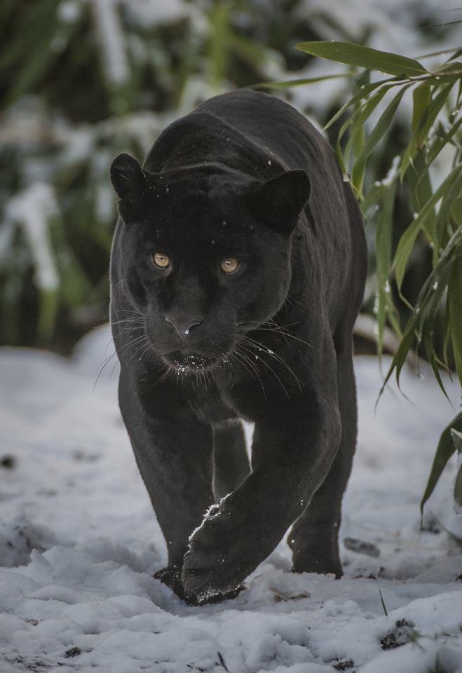 ﻿Při sobotním požáru zoologické zahrady v anglickém Chesteru uhynulo několik zvířat. Nepodařilo se zachránit žáby, ryby a malé druhy ptáků. Oheň zničil také pavilon krokodýlů a opic. Všechny orangutany, gibbony a krokodýly se ale podařilo zachránit.