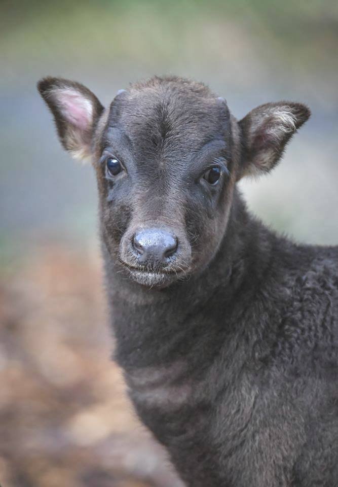 ﻿Při sobotním požáru zoologické zahrady v anglickém Chesteru uhynulo několik zvířat. Nepodařilo se zachránit žáby, ryby a malé druhy ptáků. Oheň zničil také pavilon krokodýlů a opic. Všechny orangutany, gibbony a krokodýly se ale podařilo zachránit.