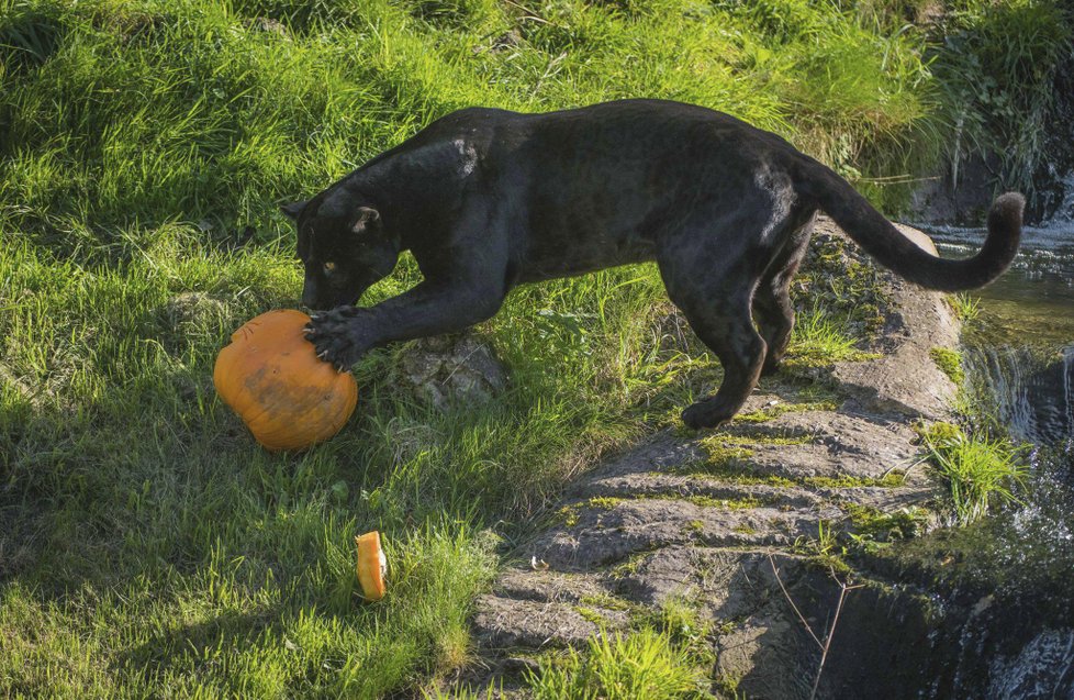 ﻿Při sobotním požáru zoologické zahrady v anglickém Chesteru uhynulo několik zvířat. Nepodařilo se zachránit žáby, ryby a malé druhy ptáků. Oheň zničil také pavilon krokodýlů a opic. Všechny orangutany, gibbony a krokodýly se ale podařilo zachránit.