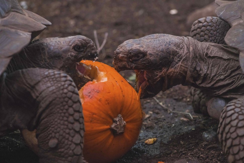 ﻿Při sobotním požáru zoologické zahrady v anglickém Chesteru uhynulo několik zvířat. Nepodařilo se zachránit žáby, ryby a malé druhy ptáků. Oheň zničil také pavilon krokodýlů a opic. Všechny orangutany, gibbony a krokodýly se ale podařilo zachránit.