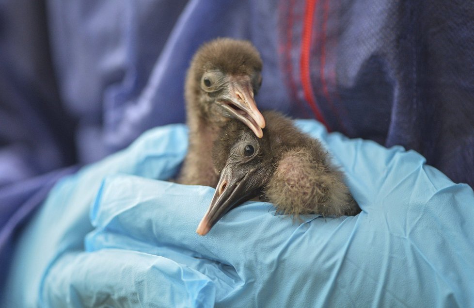 ﻿Při sobotním požáru zoologické zahrady v anglickém Chesteru uhynulo několik zvířat. Nepodařilo se zachránit žáby, ryby a malé druhy ptáků. Oheň zničil také pavilon krokodýlů a opic. Všechny orangutany, gibbony a krokodýly se ale podařilo zachránit.