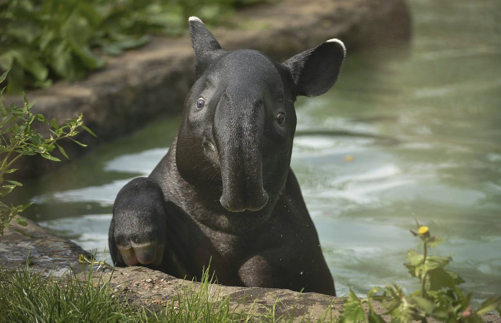 ﻿Při sobotním požáru zoologické zahrady v anglickém Chesteru uhynulo několik zvířat. Nepodařilo se zachránit žáby, ryby a malé druhy ptáků. Oheň zničil také pavilon krokodýlů a opic. Všechny orangutany, gibbony a krokodýly se ale podařilo zachránit.