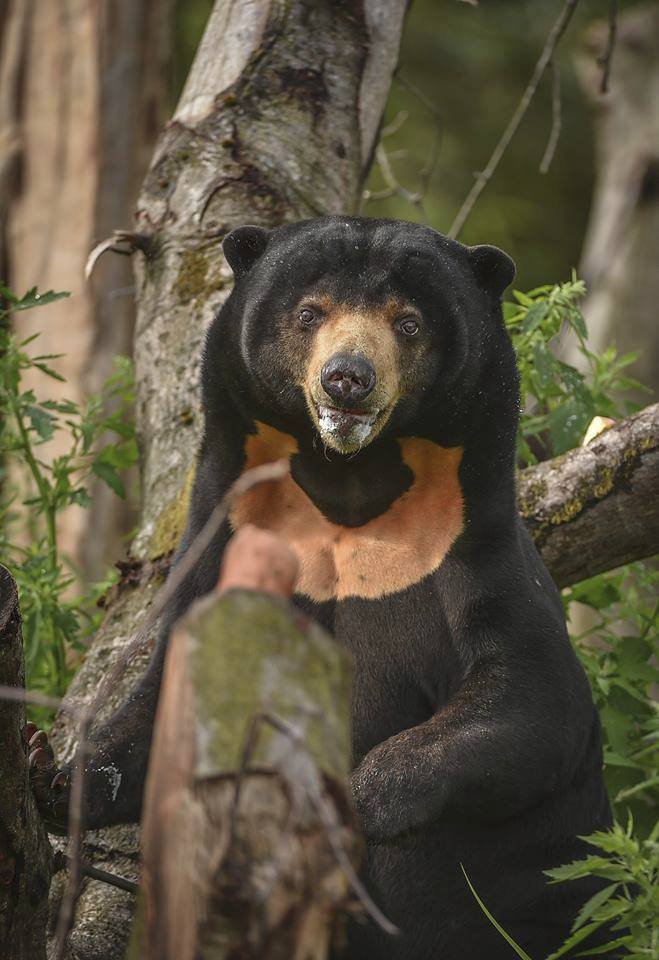 ﻿Při sobotním požáru zoologické zahrady v anglickém Chesteru uhynulo několik zvířat. Nepodařilo se zachránit žáby, ryby a malé druhy ptáků. Oheň zničil také pavilon krokodýlů a opic. Všechny orangutany, gibbony a krokodýly se ale podařilo zachránit.