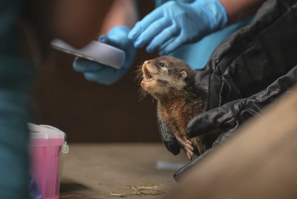 ﻿Při sobotním požáru zoologické zahrady v anglickém Chesteru uhynulo několik zvířat. Nepodařilo se zachránit žáby, ryby a malé druhy ptáků. Oheň zničil také pavilon krokodýlů a opic. Všechny orangutany, gibbony a krokodýly se ale podařilo zachránit.