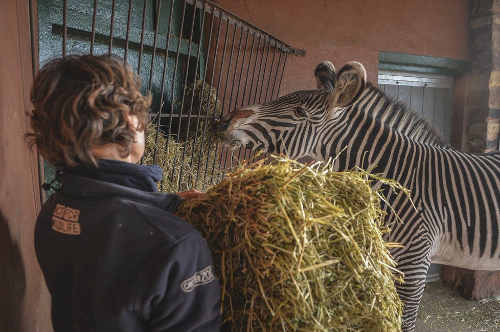 ﻿Při sobotním požáru zoologické zahrady v anglickém Chesteru uhynulo několik zvířat. Nepodařilo se zachránit žáby, ryby a malé druhy ptáků. Oheň zničil také pavilon krokodýlů a opic. Všechny orangutany, gibbony a krokodýly se ale podařilo zachránit.