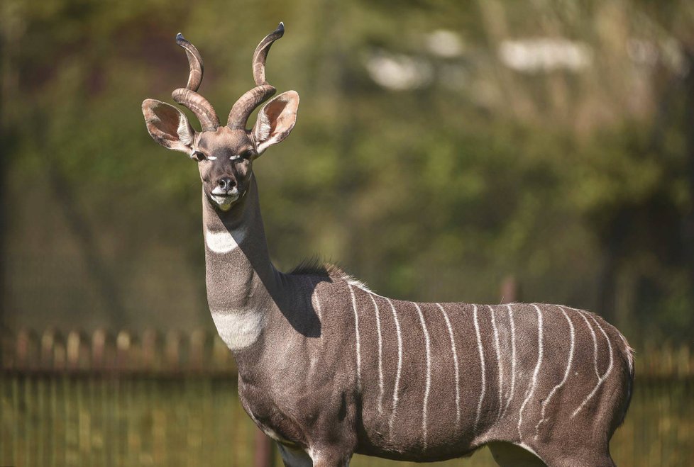 Několik zvířat uhořelo v zoologické zahradě v anglickém Chesteru. Velká zvířata se podařilo zachránit. (15.12.2018)