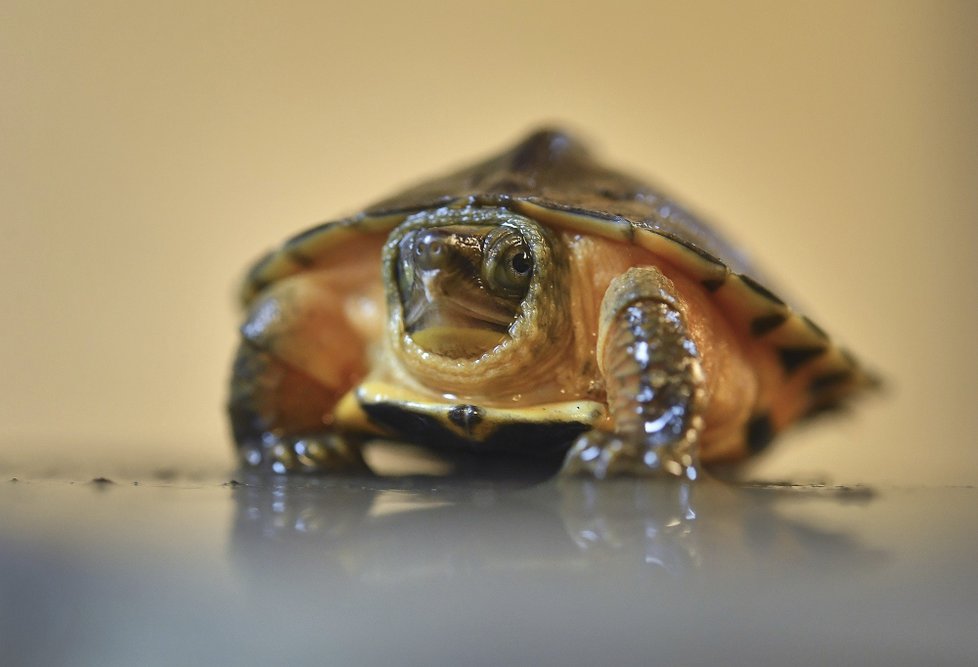 Několik zvířat uhořelo v zoologické zahradě v anglickém Chesteru. Velká zvířata se podařilo zachránit. (15.12.2018)