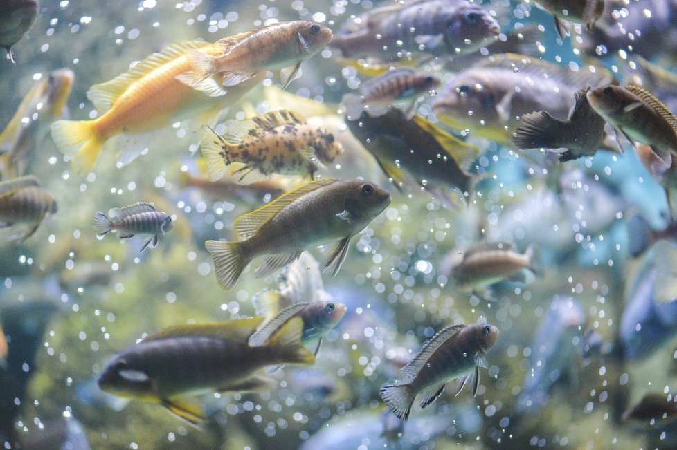 Několik zvířat uhořelo v zoologické zahradě v anglickém Chesteru. Velká zvířata se podařilo zachránit. (15.12.2018)