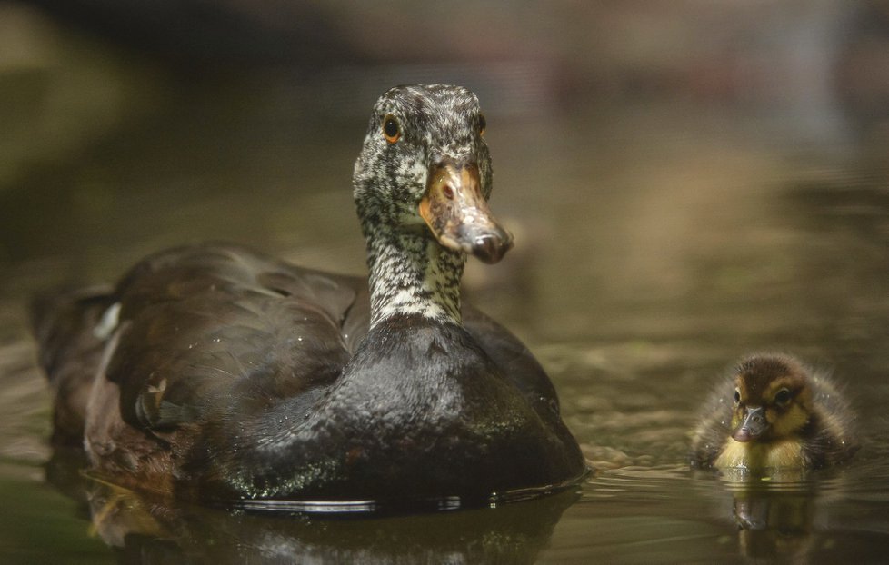 Několik zvířat uhořelo v zoologické zahradě v anglickém Chesteru. Velká zvířata se podařilo zachránit. (15.12.2018)