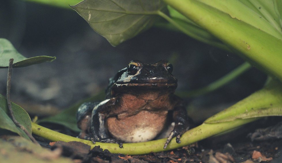 ﻿Při sobotním požáru zoologické zahrady v anglickém Chesteru uhynulo několik zvířat. (15.12.2018)