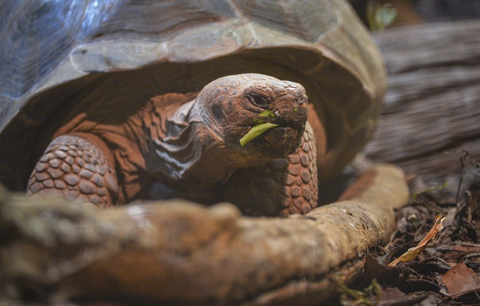 ﻿Při sobotním požáru zoologické zahrady v anglickém Chesteru uhynulo několik zvířat. (15.12.2018)