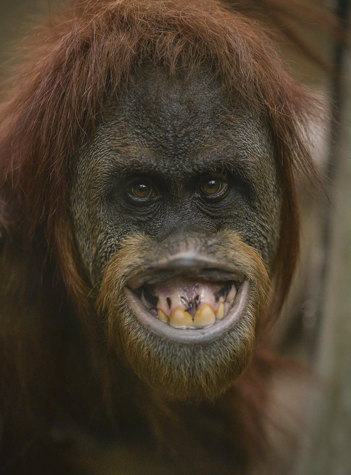 ﻿Při sobotním požáru zoologické zahrady v anglickém Chesteru uhynulo několik zvířat. (15.12.2018)