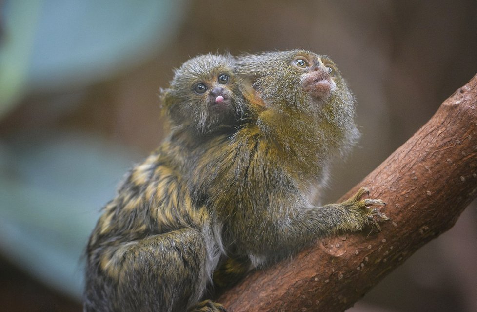 ﻿Při sobotním požáru zoologické zahrady v anglickém Chesteru uhynulo několik zvířat. (15.12.2018)