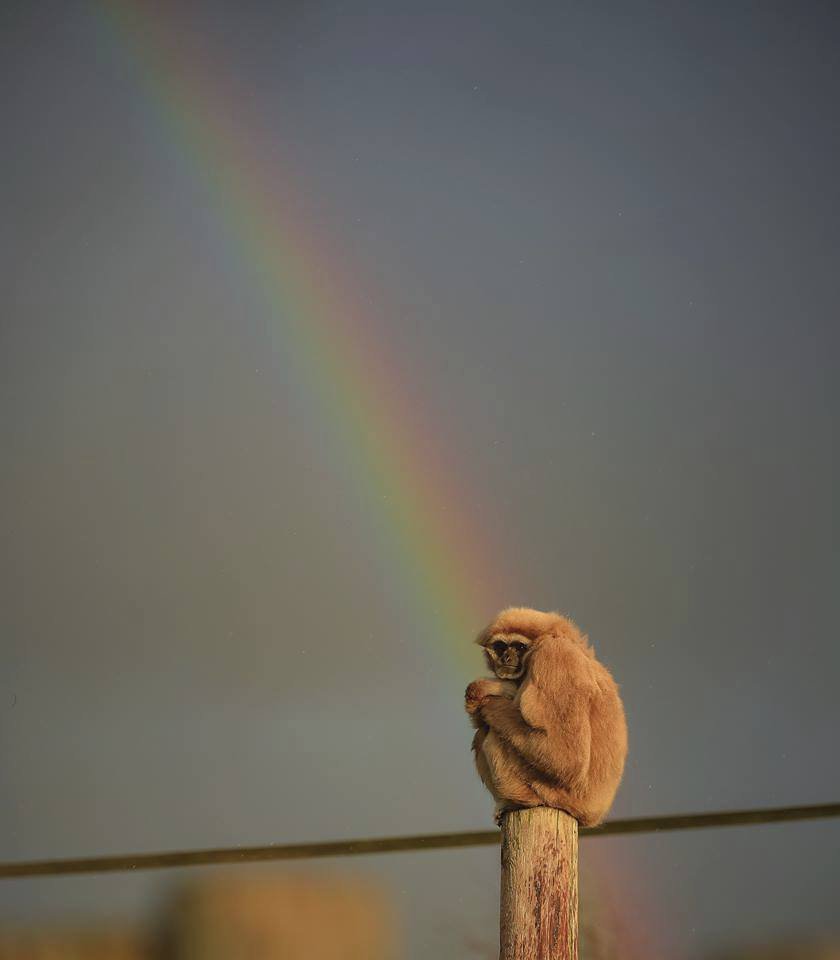 ﻿Při sobotním požáru zoologické zahrady v anglickém Chesteru uhynulo několik zvířat. (15.12.2018)