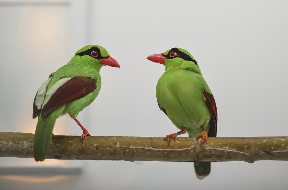 ﻿Při sobotním požáru zoologické zahrady v anglickém Chesteru uhynulo několik zvířat. (15.12.2018)