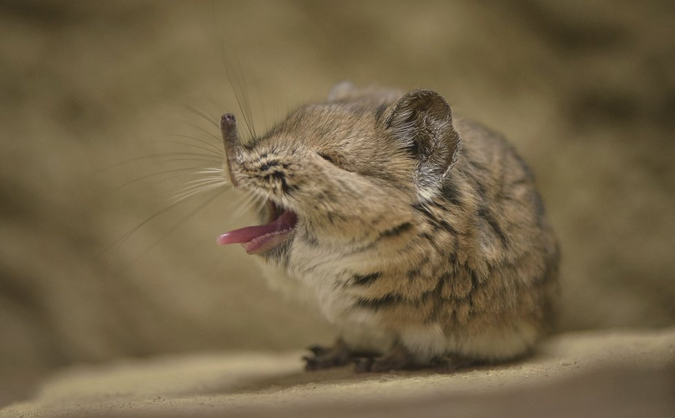 ﻿Při sobotním požáru zoologické zahrady v anglickém Chesteru uhynulo několik zvířat. (15.12.2018)