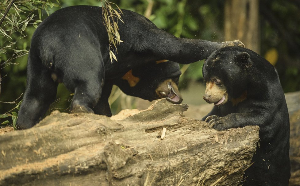 ﻿Při sobotním požáru zoologické zahrady v anglickém Chesteru uhynulo několik zvířat. (15.12.2018)