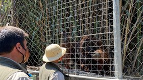 Zvířata v chilské ZOO dostávají očkování proti koronaviru.