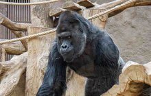 Koronavirus v pražské zoo: Nemocný gorilí samec Richard!