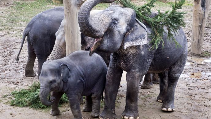 Zoologická zahrada v Praze byla vyhodnocena jako čtvrtá nejlepší na světě