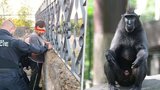 V Děčíně se podařilo chytit pátou opici uprchlou ze zoo: Poslední se schovává kolem zahrady