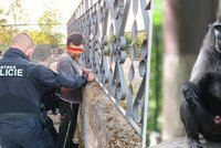 V Děčíně se podařilo chytit pátou opici uprchlou ze zoo: Poslední se schovává kolem zahrady