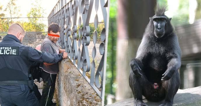 V Děčíně se podařilo chytit tři opice uprchlé ze zoo: Stejný počet je stále na útěku