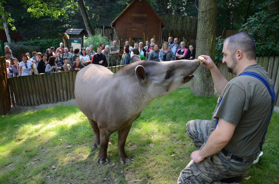 Krmení tapíra v Zoo Děčín