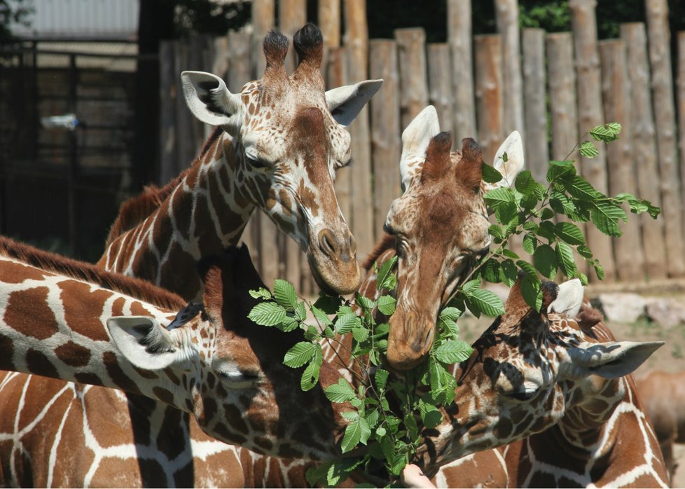 Den dětí v  Zoo Brno – výtěžek poputuje pro nemocné děti a oběti domácího násilí.