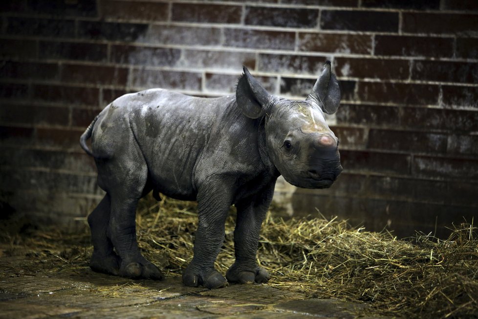 Loňská sláva ve Dvoře Králové a první foto tehdy čtyřdenního nosorožce