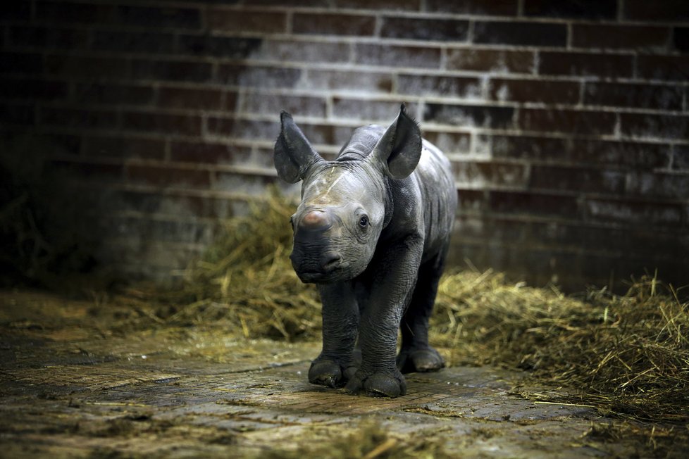 Loňská sláva ve Dvoře Králové a první foto tehdy čtyřdenního nosorožce