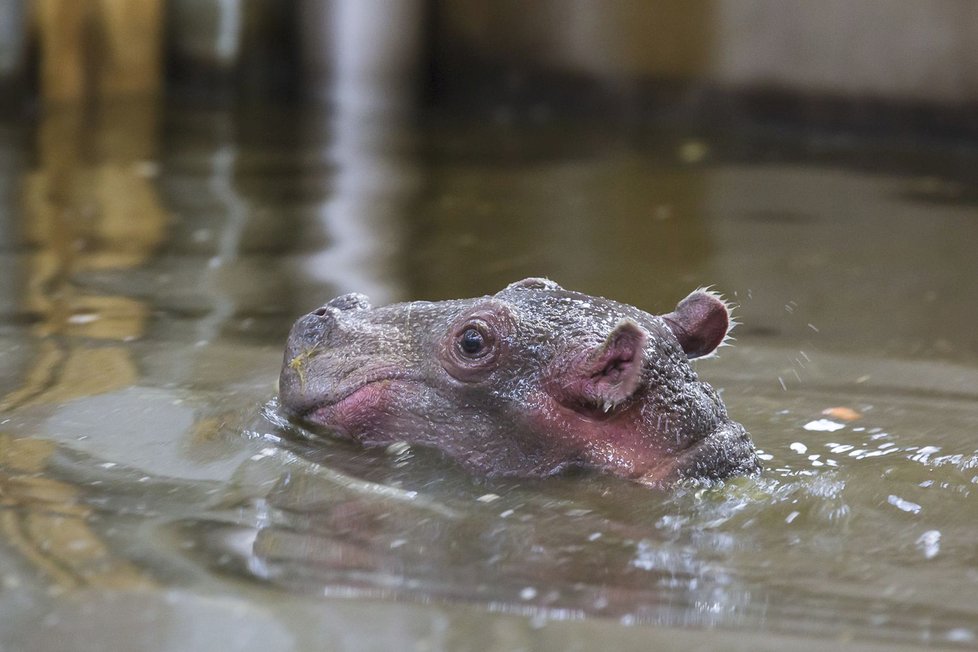 V ZOO Dvůr Králové se narodilo mládě hrocha.