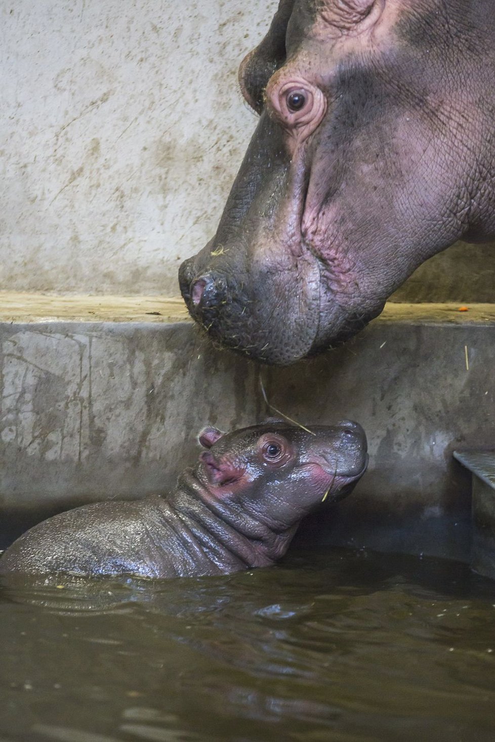 V ZOO Dvůr Králové se narodilo mládě hrocha.