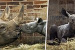 Zoo ve Dvoře Králové se rozrostla o dalšího nosorožce! Jmenuje se Kyjev a váží přes 50 kilogramů