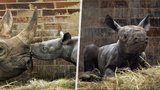 Zoo ve Dvoře Králové se rozrostla o dalšího nosorožce! Jmenuje se Kyjev a váží přes 50 kilogramů 