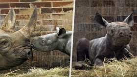 Zoo ve Dvoře Králové se rozrostla o dalšího nosorožce! Jmenuje se Kyjev a váží přes 50 kilogramů