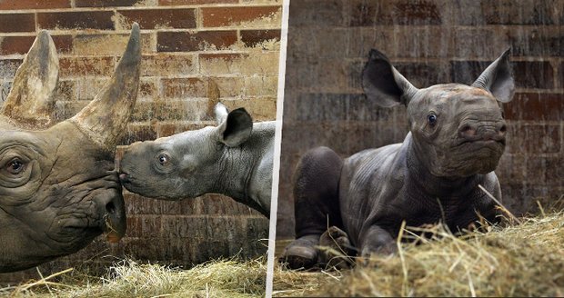Zoo ve Dvoře Králové se rozrostla o dalšího nosorožce! Jmenuje se Kyjev a váží přes 50 kilogramů 